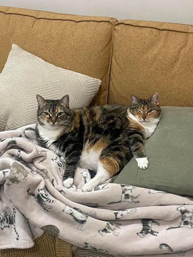 罕见双头猫存活5天,罕见双头猫存活5天会死吗