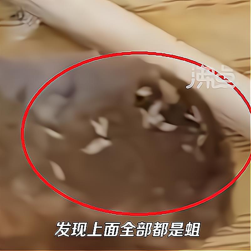 举报饭菜有蛆被骂,举报饭菜有蛆被骂怎么处理