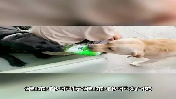 女子快递拆出活老鼠,女子快递拆出活老鼠视频
